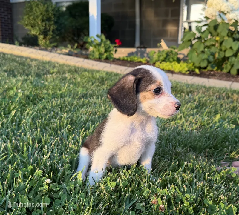 River – Beagle puppy for sale in Millersburg, OH