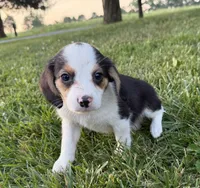 Randy, a male Beagle for sale in Millersburg, OH – 5 of 5