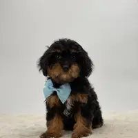 Zephyr, a male Cavapoo for sale in Millersburg, OH – Photo 1 of 3