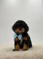 Zephyr, a male Cavapoo for sale in Millersburg, OH – Photo 1 of 3