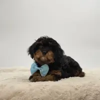 Zephyr, a male Cavapoo for sale in Millersburg, OH – Photo 3 of 3