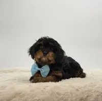 Zephyr, a male Cavapoo for sale in Millersburg, OH – Photo 3 of 3