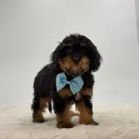 Zephyr, a male Cavapoo for sale in Millersburg, OH – Photo 2 of 3