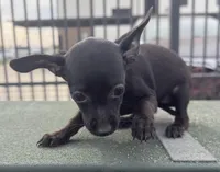 Button, a female Chihuahua and Miniature Pinscher for sale in Houston, TX – Photo 2 of 2