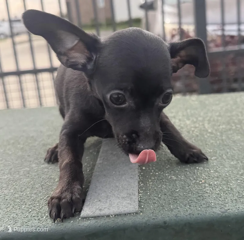 Button – Chihuahua, Miniature Pinscher puppy for sale in Houston, TX