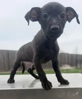 Bean, a female Chihuahua and Miniature Pinscher for sale in Houston, TX – Photo 2 of 2