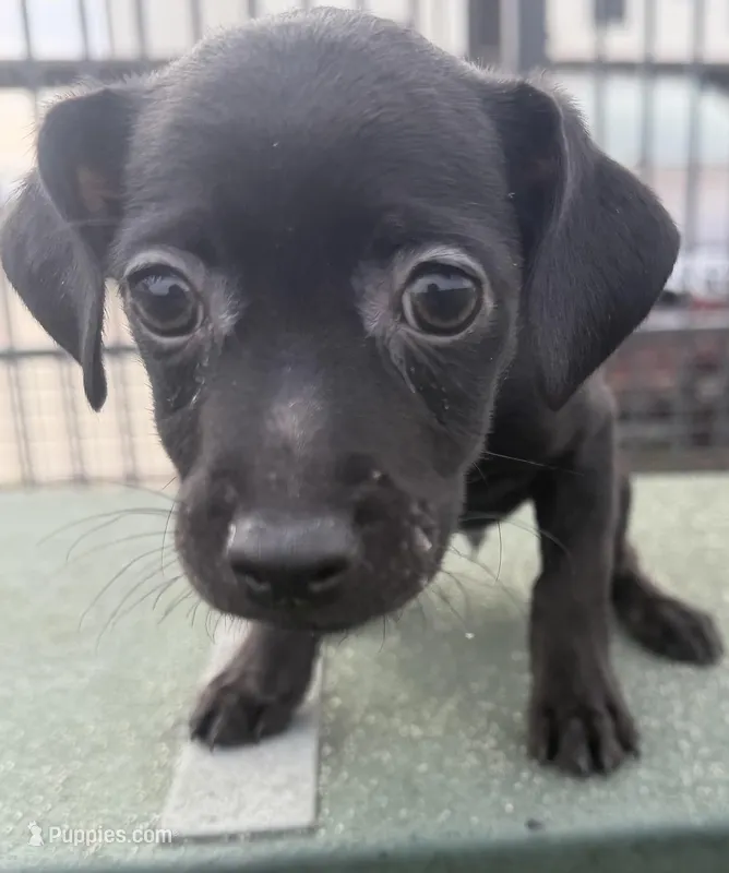 Bean – Chihuahua, Miniature Pinscher puppy for sale in Houston, TX