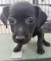 Bean, a female Chihuahua and Miniature Pinscher for sale in Houston, TX – Photo 1 of 2