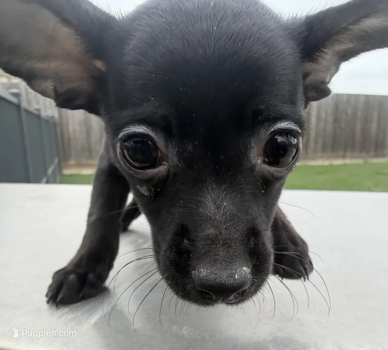 Bella – Chihuahua, Miniature Pinscher puppy for sale in Houston, TX