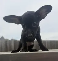 Bella, a female Chihuahua and Miniature Pinscher for sale in Houston, TX – Photo 2 of 3