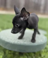 Bella, a female Chihuahua and Miniature Pinscher for sale in Houston, TX – Photo 3 of 3