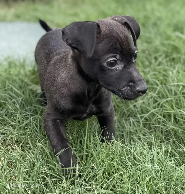 Brownie – Chihuahua, Miniature Pinscher puppy for sale in Houston, TX