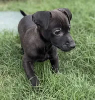 Brownie, a male Chihuahua and Miniature Pinscher for sale in Houston, TX – Photo 1 of 3