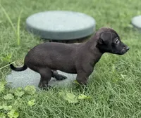 Brownie, a male Chihuahua and Miniature Pinscher for sale in Houston, TX – Photo 2 of 3