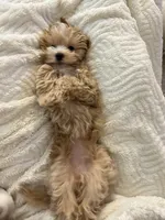 Daisy, a female Maltipoo for sale in Vancouver, WA – Photo 8 of 9