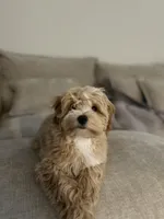 Daisy, a female Maltipoo for sale in Vancouver, WA – Photo 4 of 9