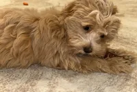 Daisy, a female Maltipoo for sale in Vancouver, WA – Photo 2 of 9