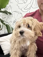 Daisy, a female Maltipoo for sale in Vancouver, WA – Photo 3 of 9