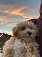 Daisy, a female Maltipoo for sale in Vancouver, WA – Photo 6 of 9