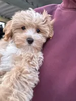 Daisy, a female Maltipoo for sale in Vancouver, WA – Photo 7 of 9