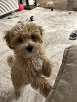 Daisy, a female Maltipoo for sale in Vancouver, WA – Photo 5 of 9