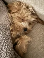 Daisy, a female Maltipoo for sale in Vancouver, WA – Photo 9 of 9