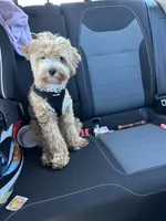 Daisy, a female Maltipoo for sale in Vancouver, WA – 5 of 9