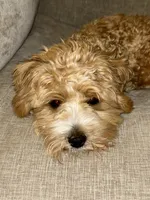 Daisy, a female Maltipoo for sale in Vancouver, WA – 8 of 9