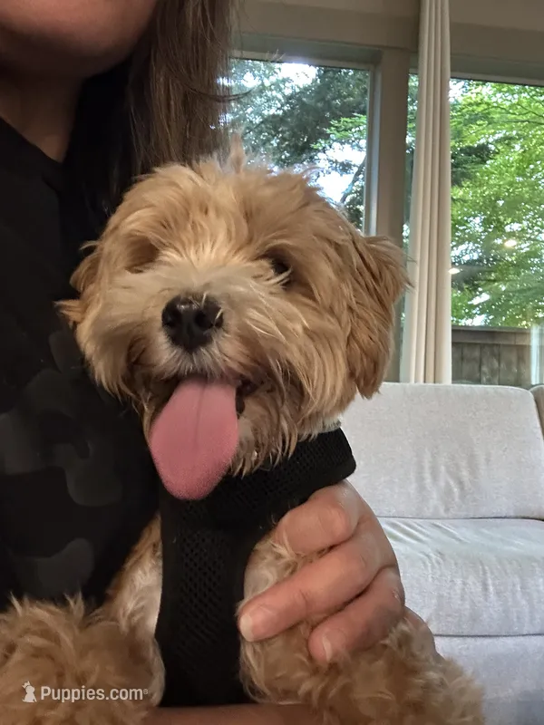 Daisy – Maltipoo puppy for sale in Vancouver, WA