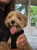 Daisy, a female Maltipoo for sale in Vancouver, WA – 1 of 9