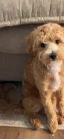 Daisy, a female Maltipoo for sale in Vancouver, WA – 6 of 9
