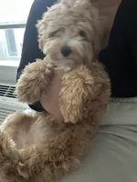 Daisy, a female Maltipoo for sale in Vancouver, WA – 2 of 9