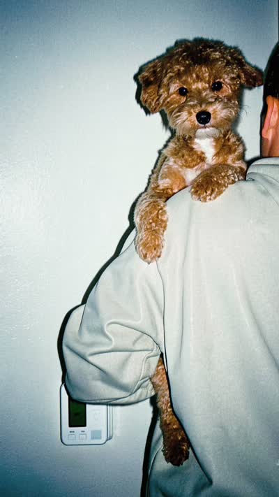 Daisy, a female Maltipoo for sale in Vancouver, WA – 3 of 9
