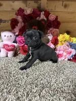 Princess , a female Boston Terrier and Pug for sale in Cub Run, KY – 4 of 5