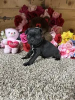Princess , a female Boston Terrier and Pug for sale in Cub Run, KY – 2 of 5