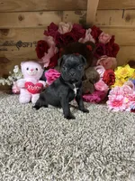 Princess , a female Boston Terrier and Pug for sale in Cub Run, KY – 3 of 5