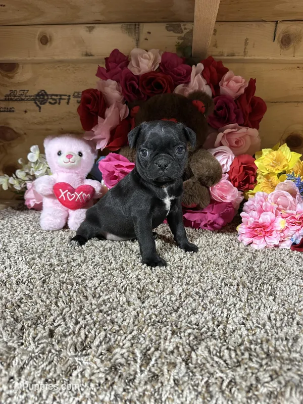 Princess , a female Boston Terrier and Pug for sale in Cub Run, KY – 1 of 5