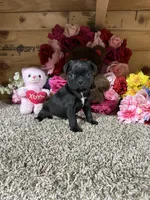 Princess , a female Boston Terrier and Pug for sale in Cub Run, KY – 1 of 5