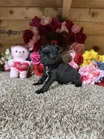 Princess , a female Boston Terrier and Pug for sale in Cub Run, KY – 5 of 5