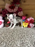 Grace, a female Boston Terrier for sale in Cub Run, KY – 4 of 4