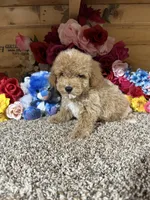 Chief , a male Poodle - Toy  for sale in Cub Run, KY – 4 of 6