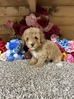 Oscar, a male Poodle - Toy  for sale in Cub Run, KY – 6 of 6