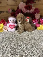 Roxie, a female Poodle - Toy  for sale in Cub Run, KY – 3 of 5