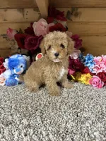 Oscar, a male Poodle - Toy  for sale in Cub Run, KY – 2 of 6