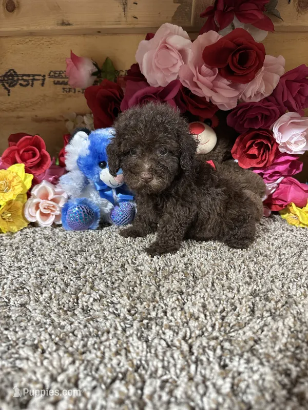 Akc Lenny – Poodle - Toy  puppy for sale in Cub Run, KY