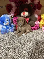 Akc Tony, a male Poodle - Toy  for sale in Cub Run, KY – Photo 5 of 5