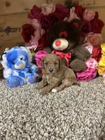 Akc Tony, a male Poodle - Toy  for sale in Cub Run, KY – Photo 2 of 5