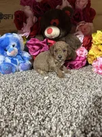 Akc Tony, a male Poodle - Toy  for sale in Cub Run, KY – Photo 3 of 5
