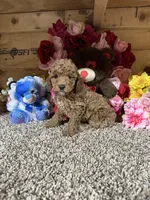 Akc Tony, a male Poodle - Toy  for sale in Cub Run, KY – Photo 2 of 4