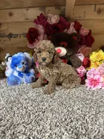 Akc Tony, a male Poodle - Toy  for sale in Cub Run, KY – Photo 4 of 4